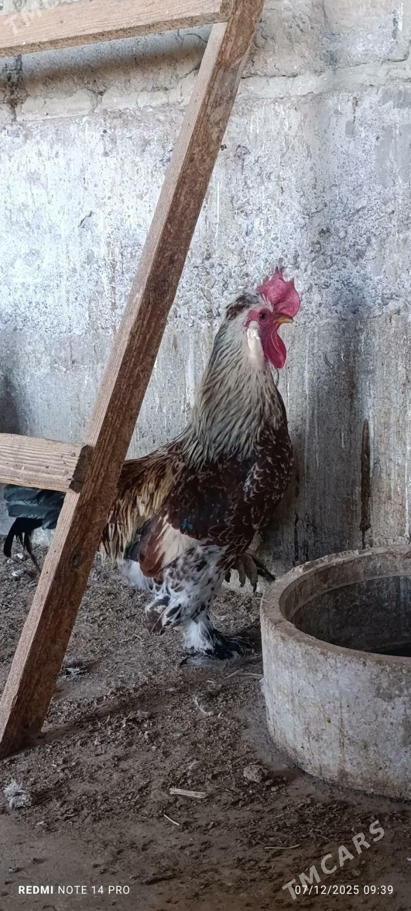 Horoz - Aşgabat - img 5