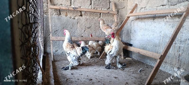 Horoz - Aşgabat - img 6