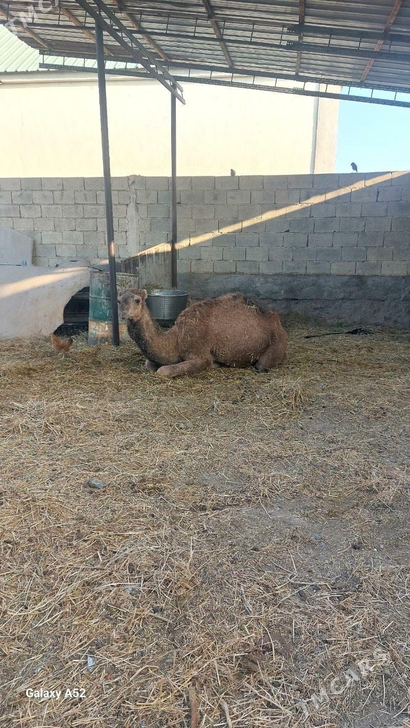 owṣuk düÿe - Ашхабад - img 6