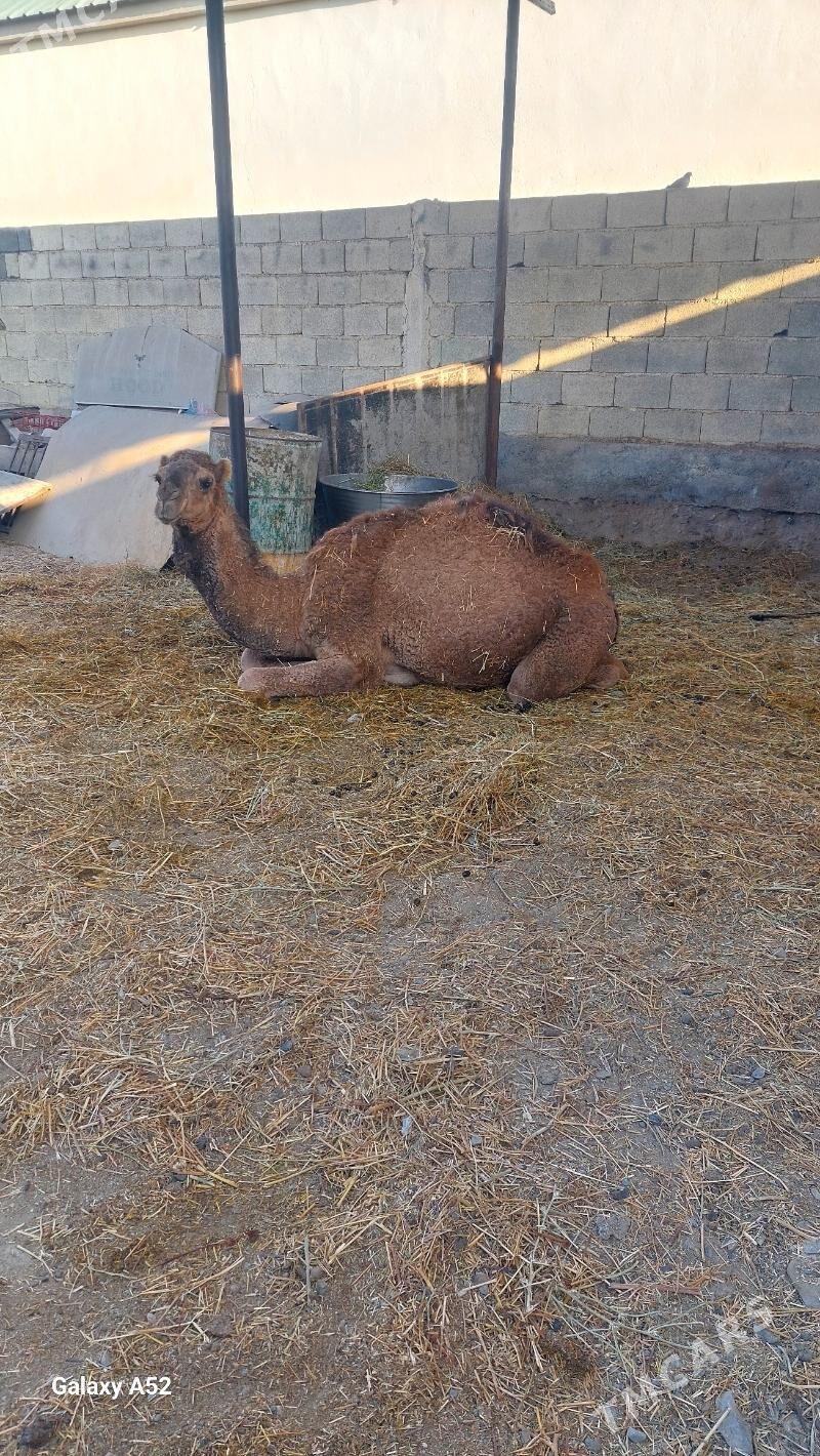 owṣuk düÿe - Ашхабад - img 5