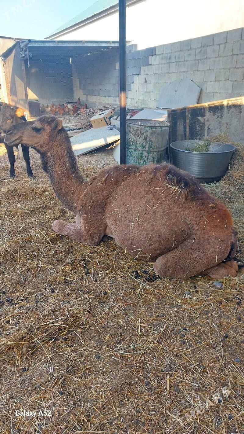 owṣuk düÿe - Ашхабад - img 2