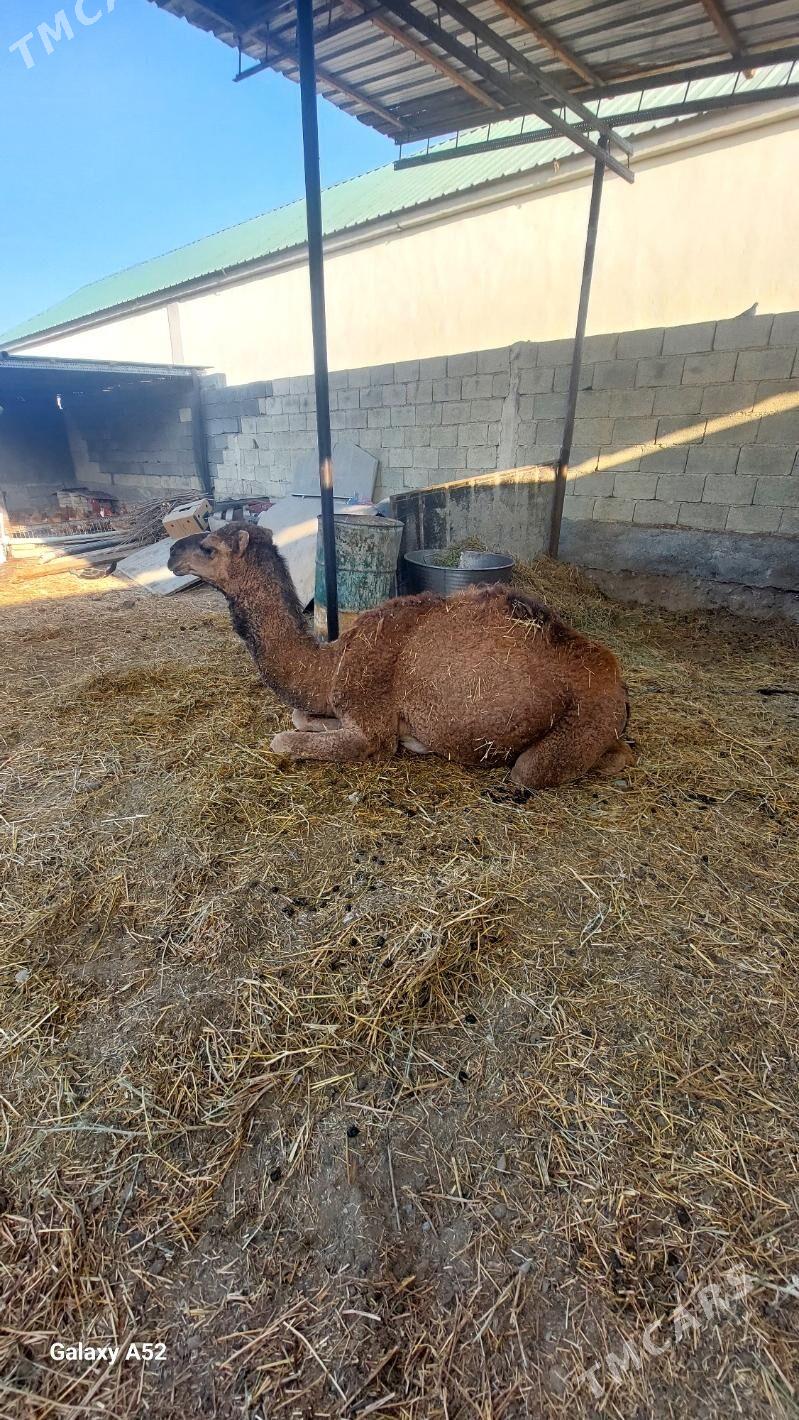 owṣuk düÿe - Ашхабад - img 4