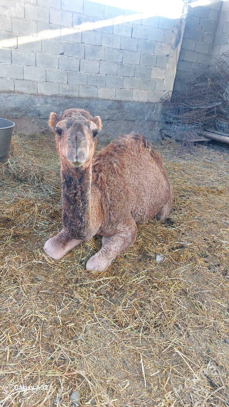 owṣuk düÿe - Ашхабад - img 3