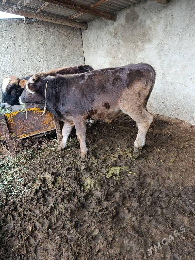 okuzler - Бахарден - img 1