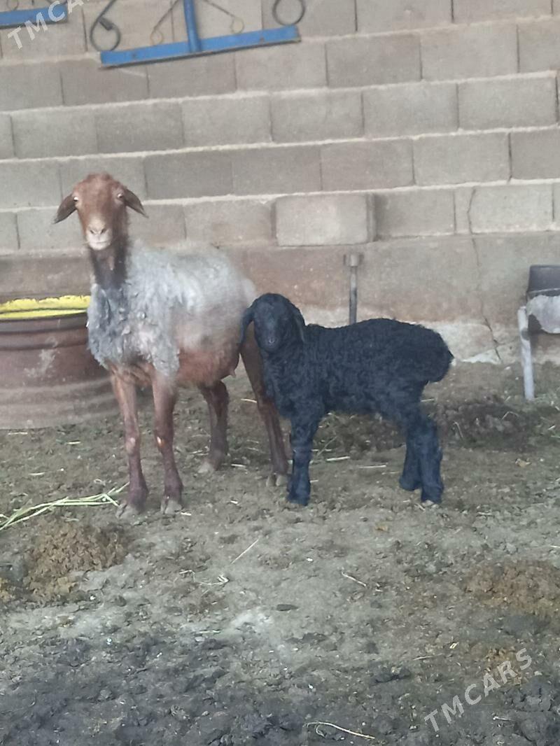 Guzuly goyun - Бахарден - img 1