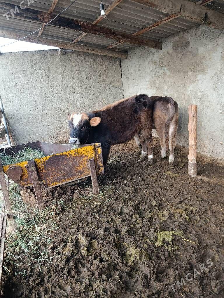 okuzler - Бахарден - img 2