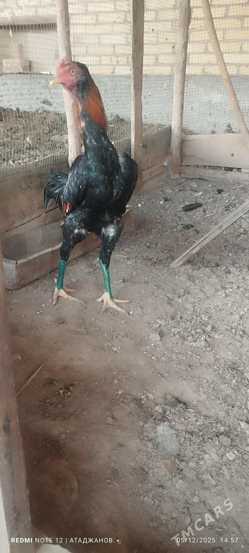 horaz - Чарджоу - img 4