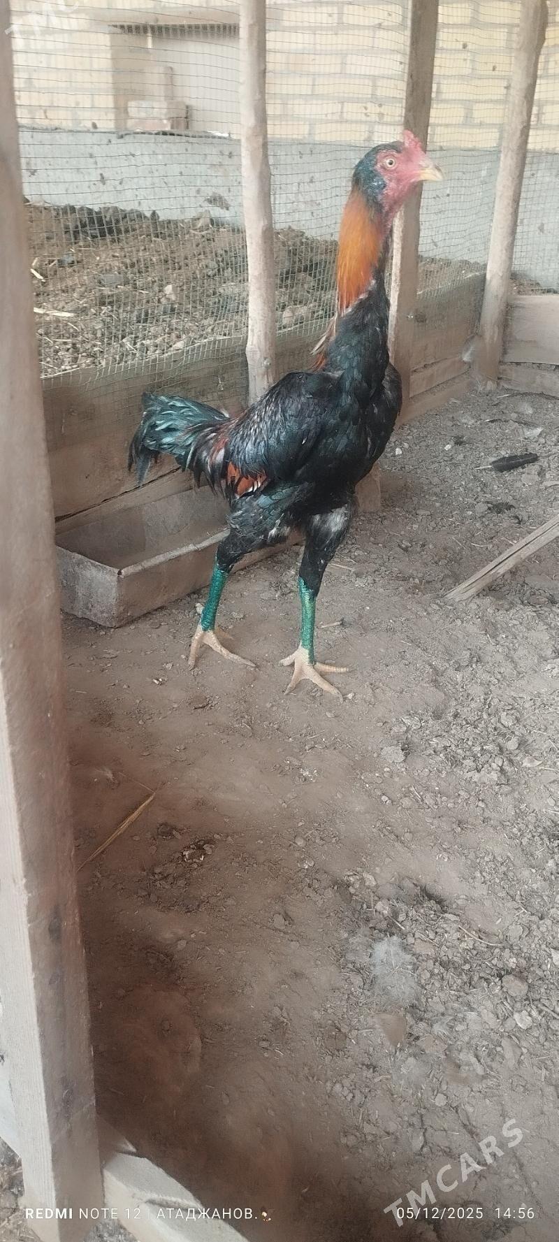 horaz - Чарджоу - img 5