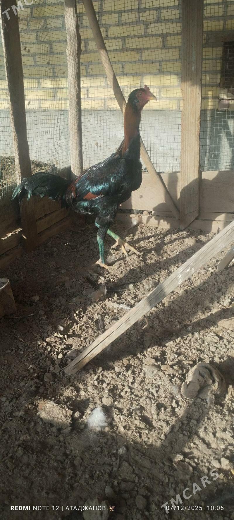 horaz - Чарджоу - img 1