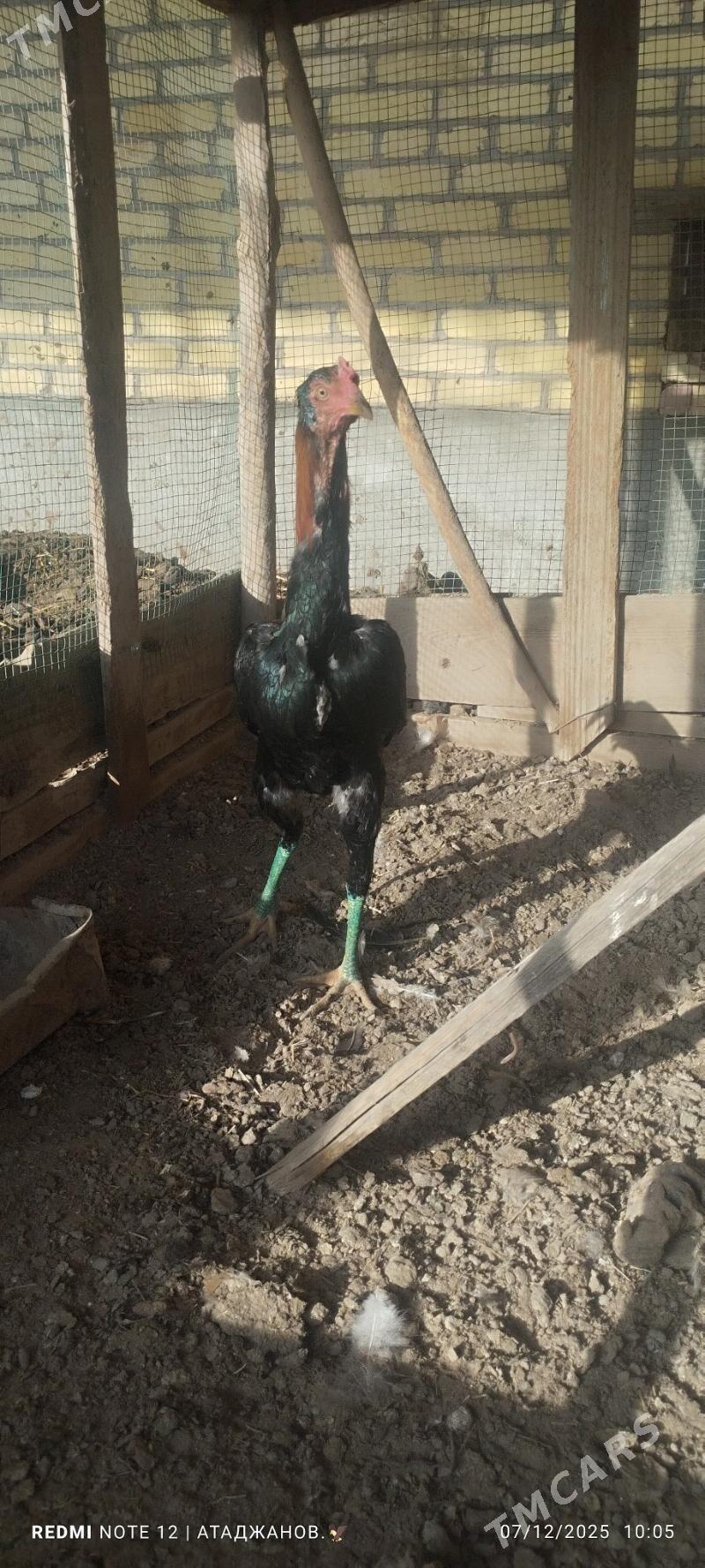 horaz - Чарджоу - img 2