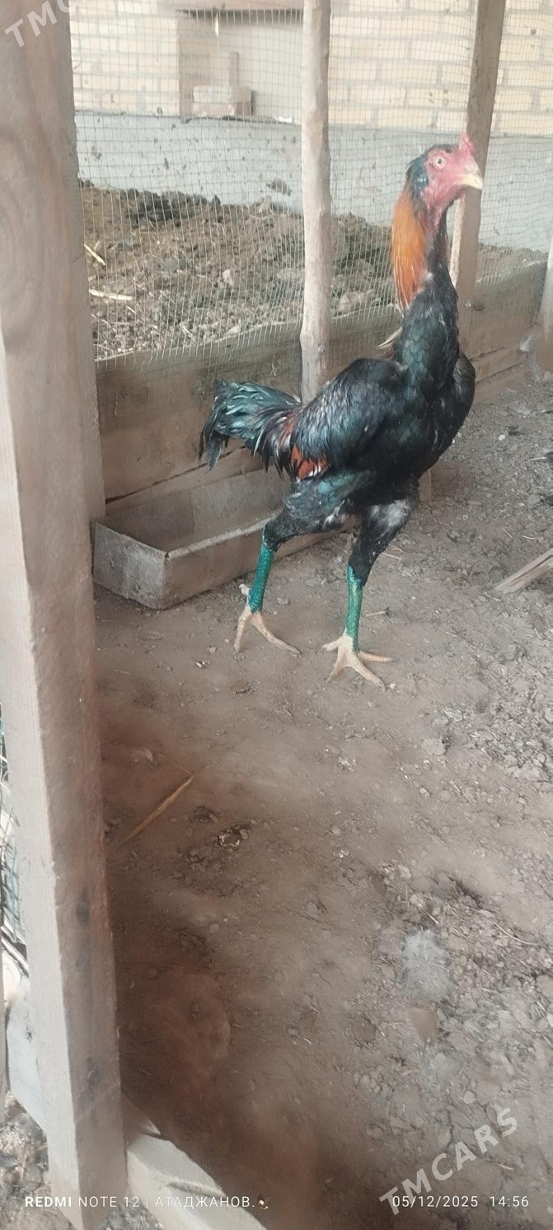 horaz - Чарджоу - img 3