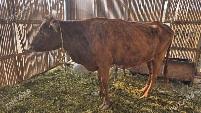 Sygyr goleli - Векильбазар - img 1