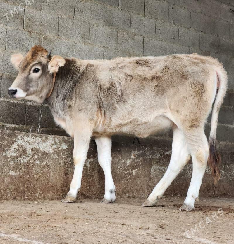 Tuwe - Bäherden - img 1