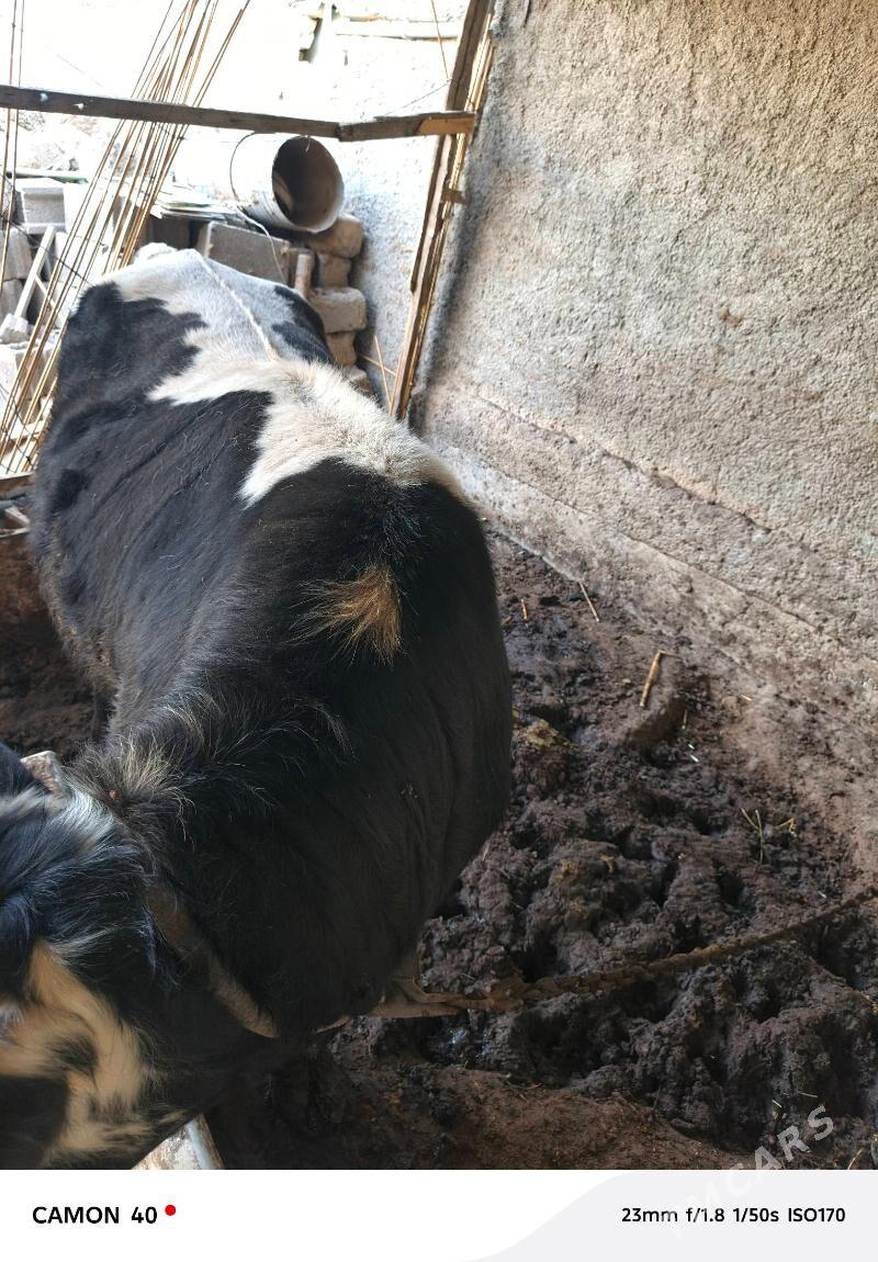 Okuz - Анев - img 4