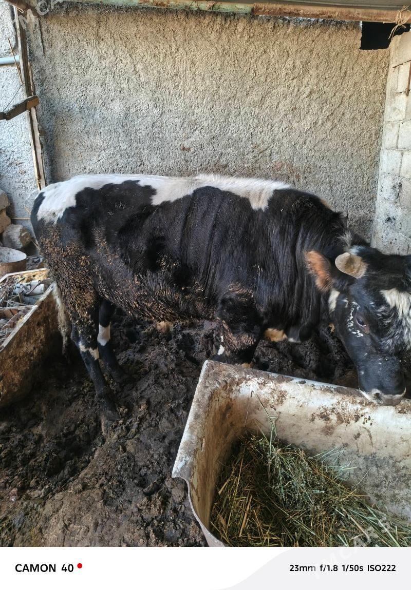 Okuz - Анев - img 6