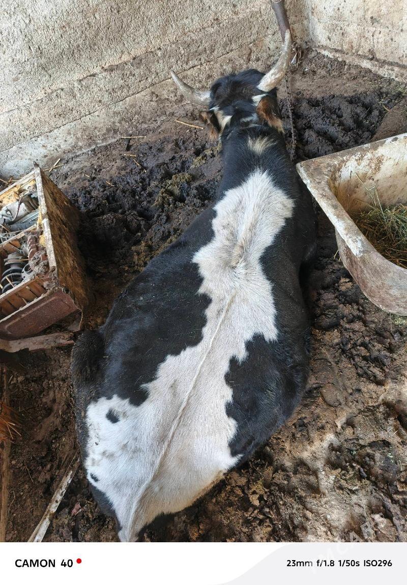 Okuz - Анев - img 5