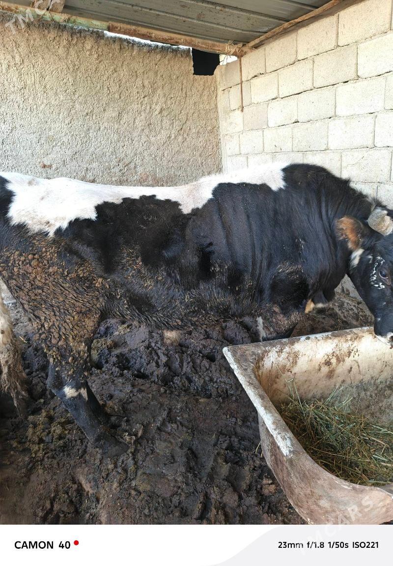 Okuz - Анев - img 3