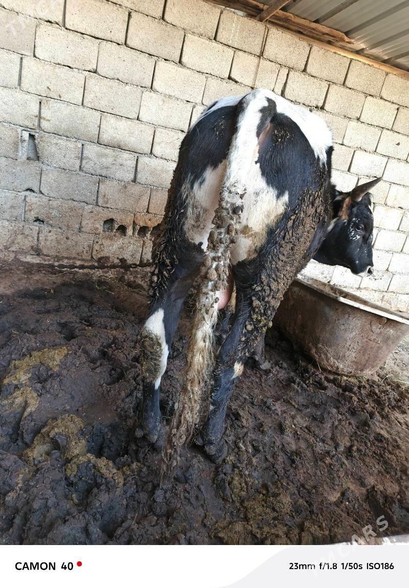 Okuz - Анев - img 2