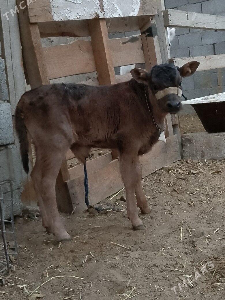 Göleli Sygyr - Чоганлы - img 4