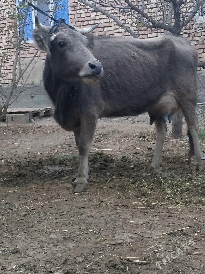 Göleli Sygyr - Чоганлы - img 3