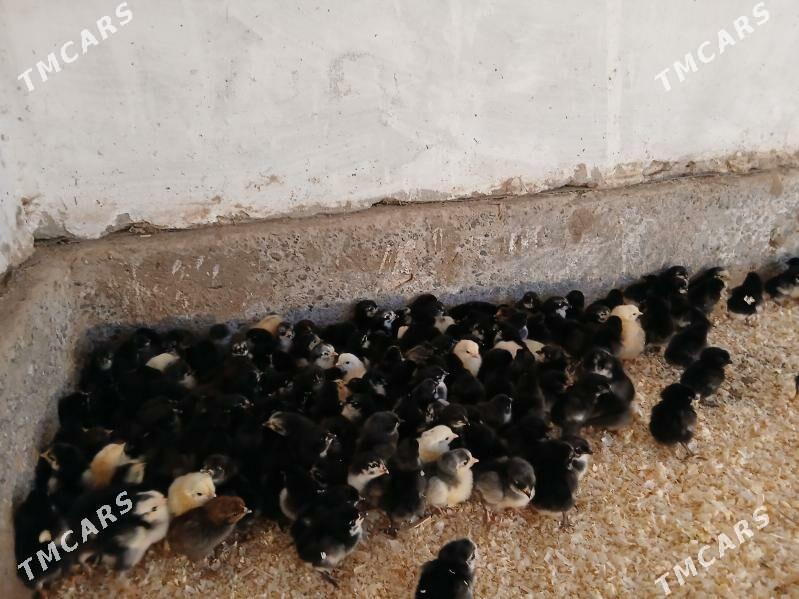 Ataks towuk juyje - Dänew - img 2