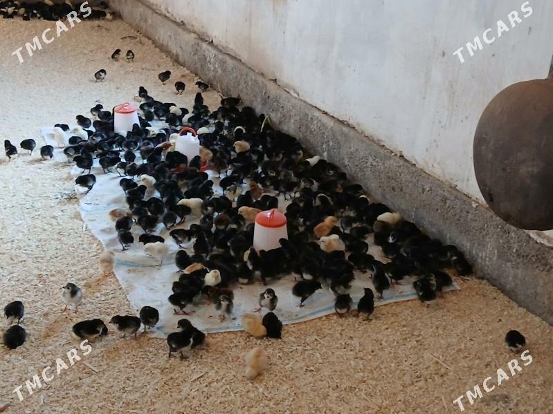 Ataks towuk juyje - Dänew - img 1