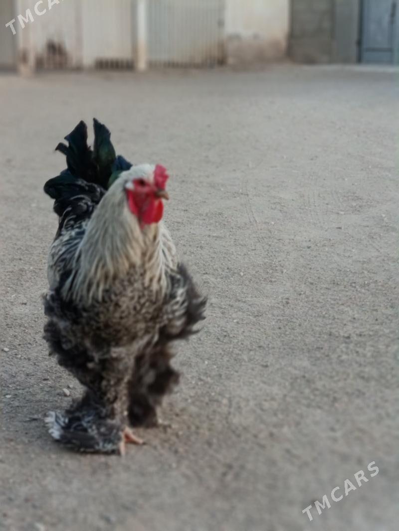 brama - Гумдаг - img 2