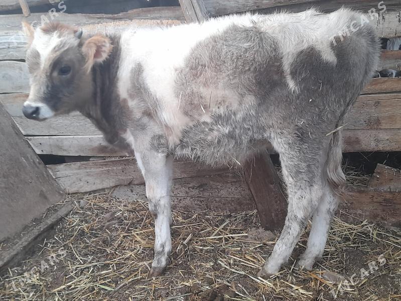 okuz - Гызыларбат - img 3