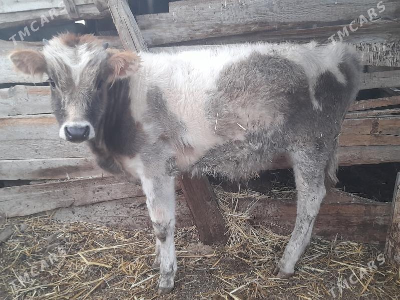 okuz - Гызыларбат - img 1