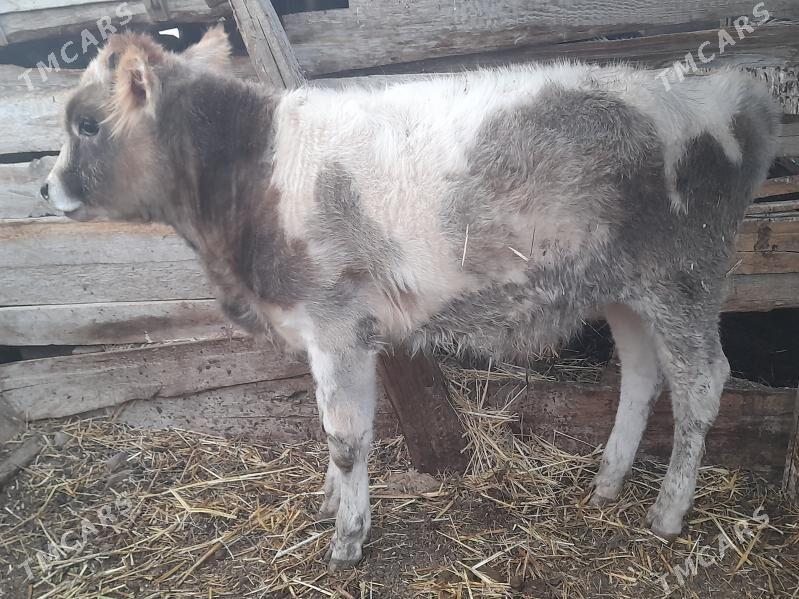 okuz - Гызыларбат - img 2