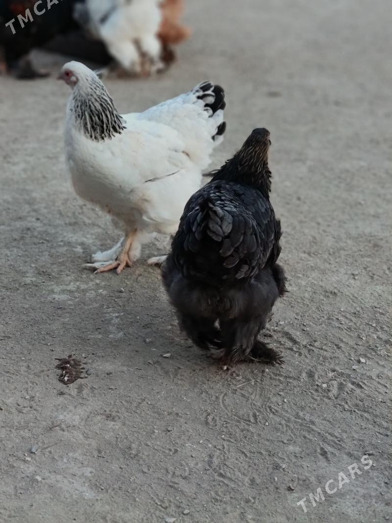 brama - Гумдаг - img 3