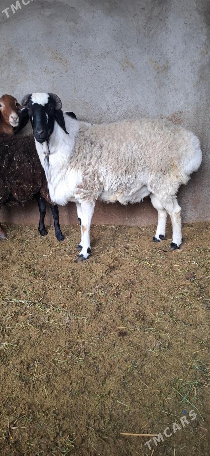 Gisar goc - Бузмеин - img 1