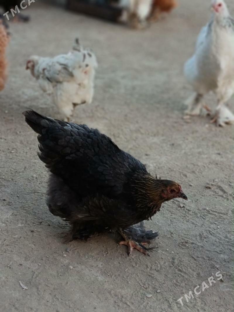 brama - Гумдаг - img 4