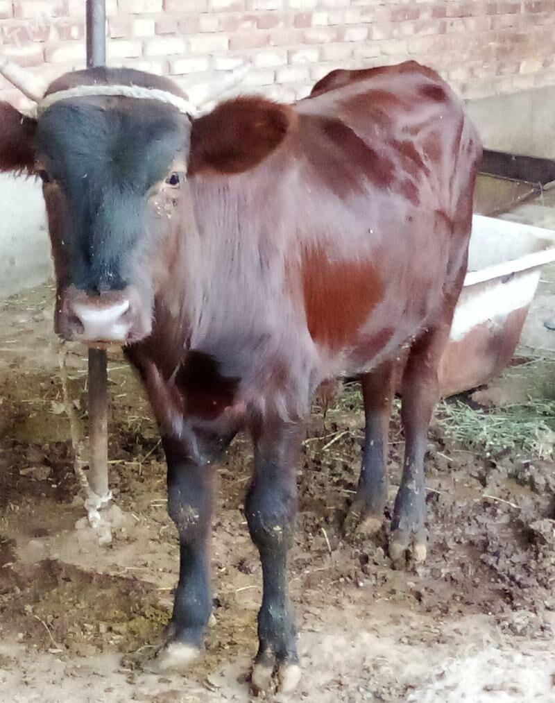 Gibrit Öküzler we Tüwe - Gökdepe - img 1