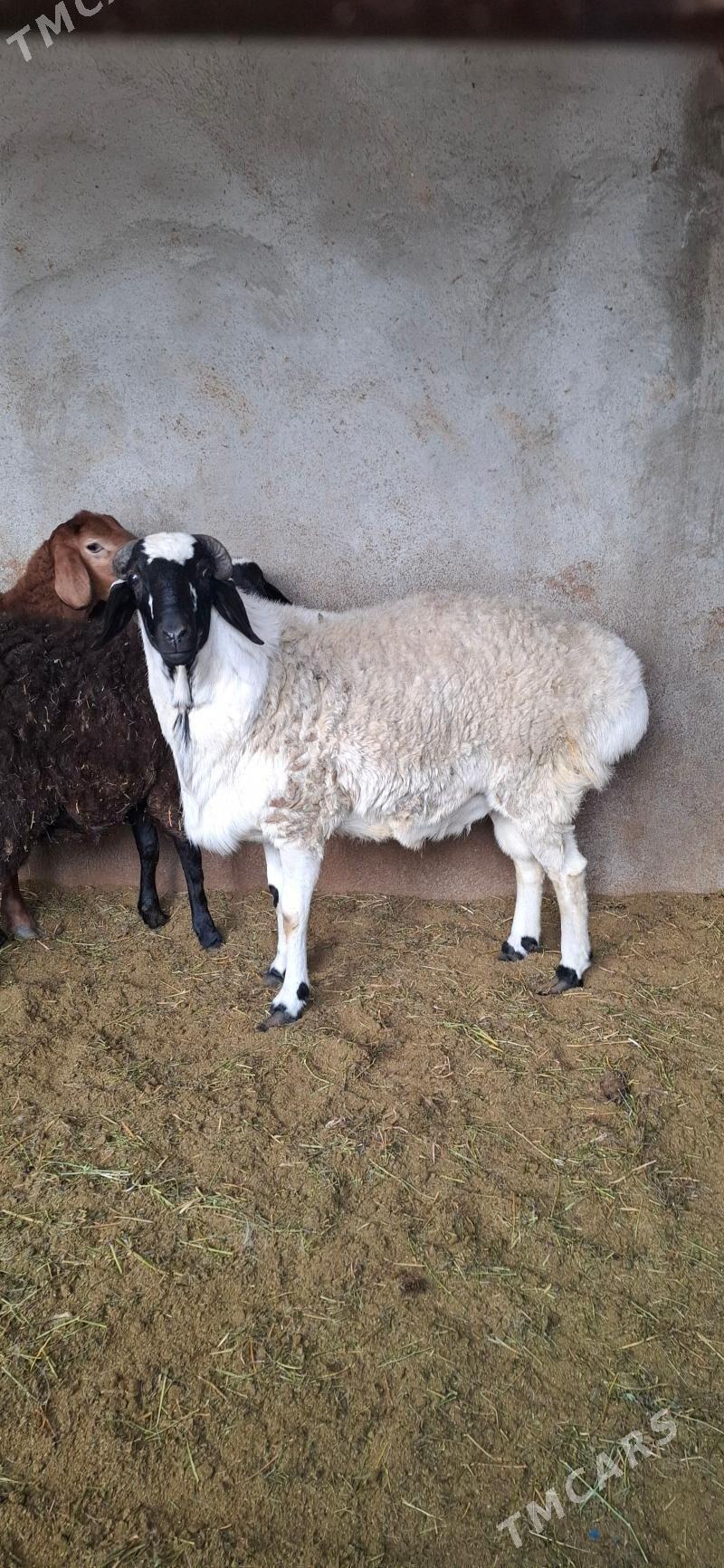 Gisar goc - Büzmeýin - img 2