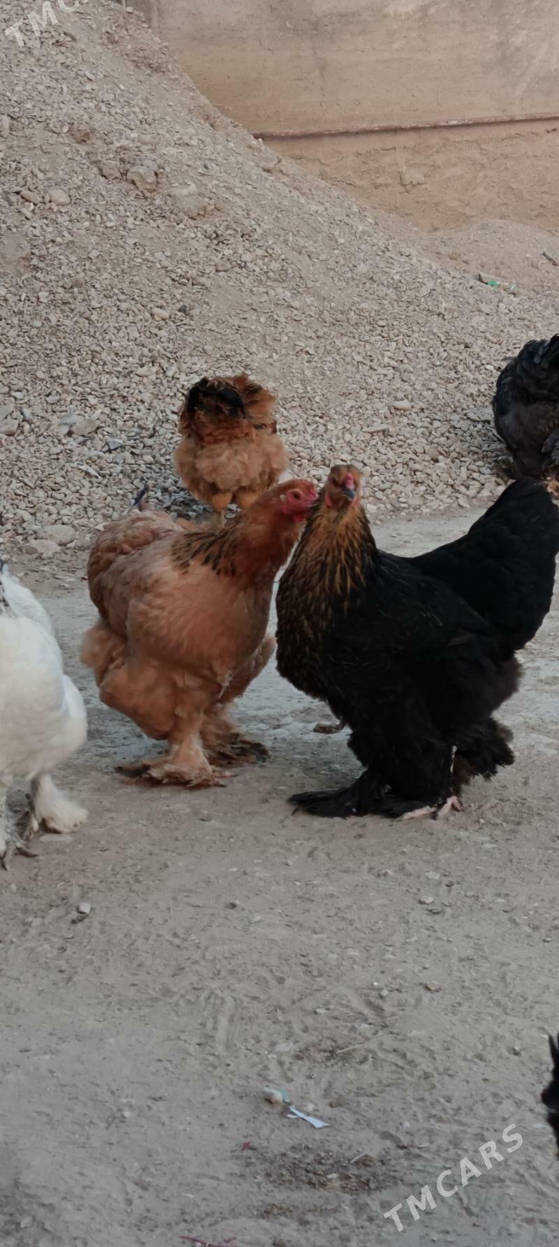 brama - Гумдаг - img 5