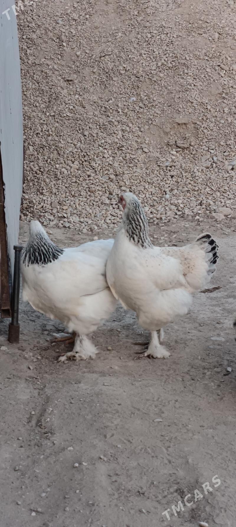 brama - Гумдаг - img 6