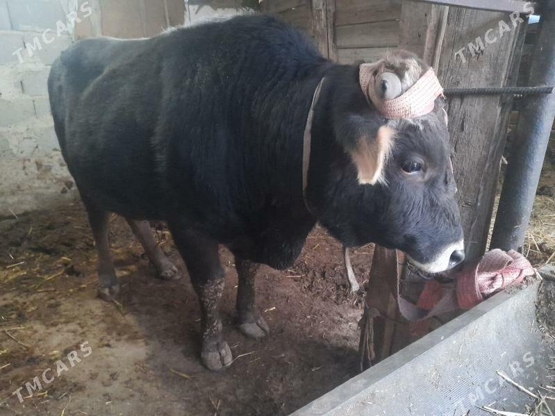 2 okuz - Gyzylarbat - img 3