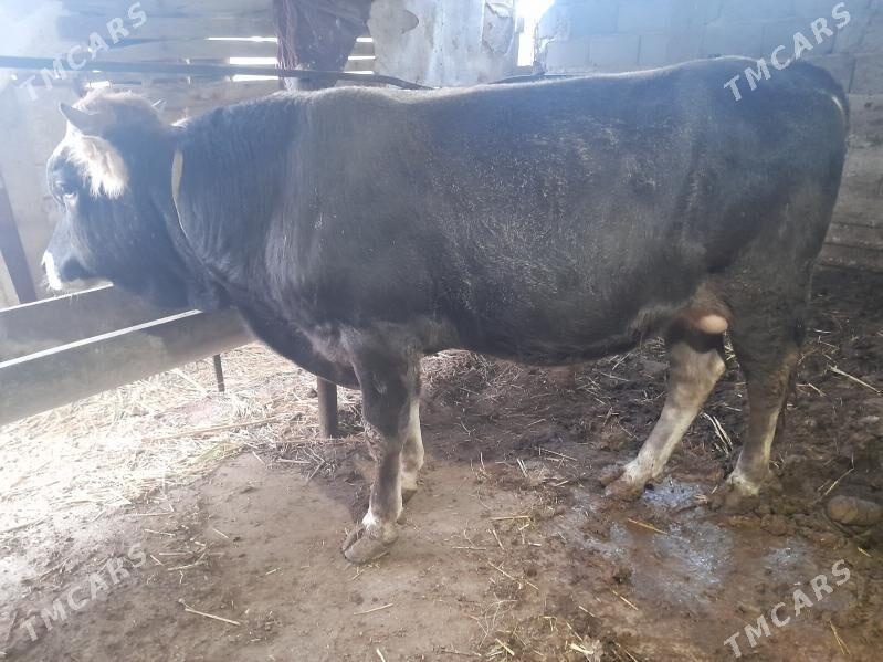 2 okuz - Gyzylarbat - img 2