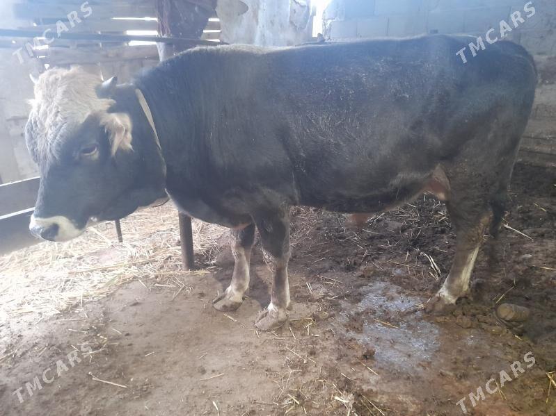 2 okuz - Gyzylarbat - img 1