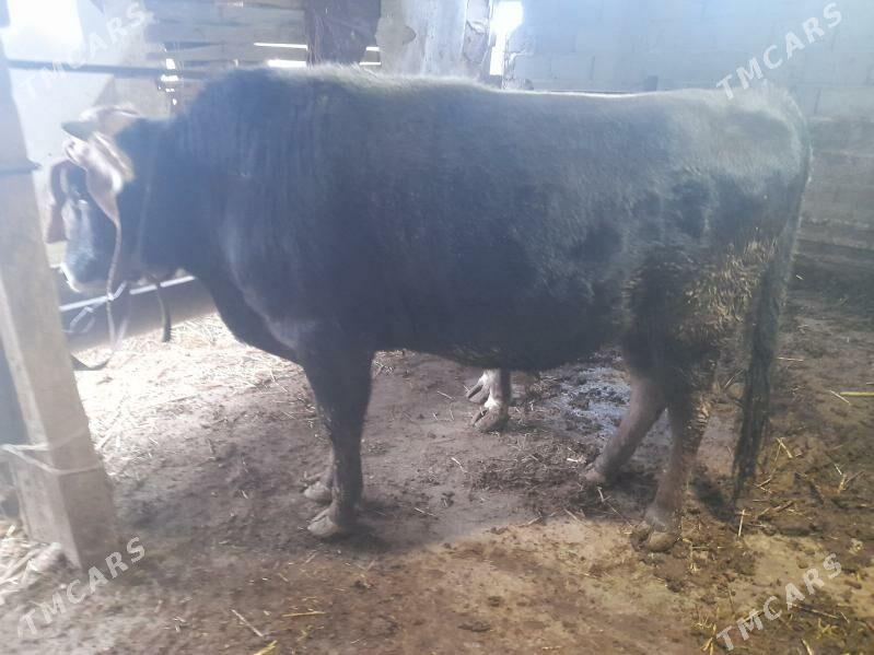 2 okuz - Gyzylarbat - img 4