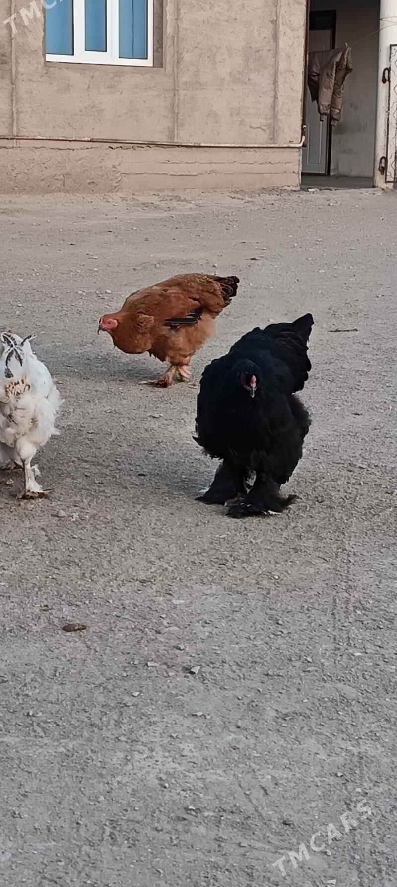 brama - Гумдаг - img 7