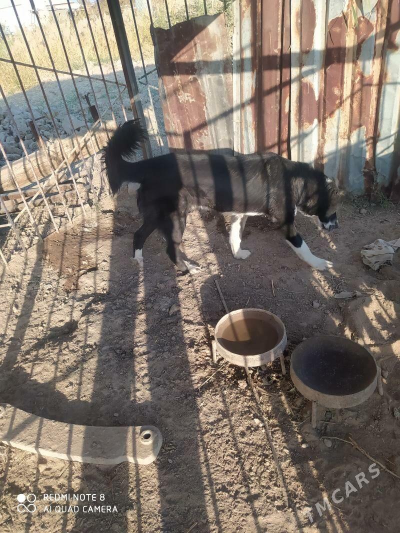 Güjük - Мургап - img 1