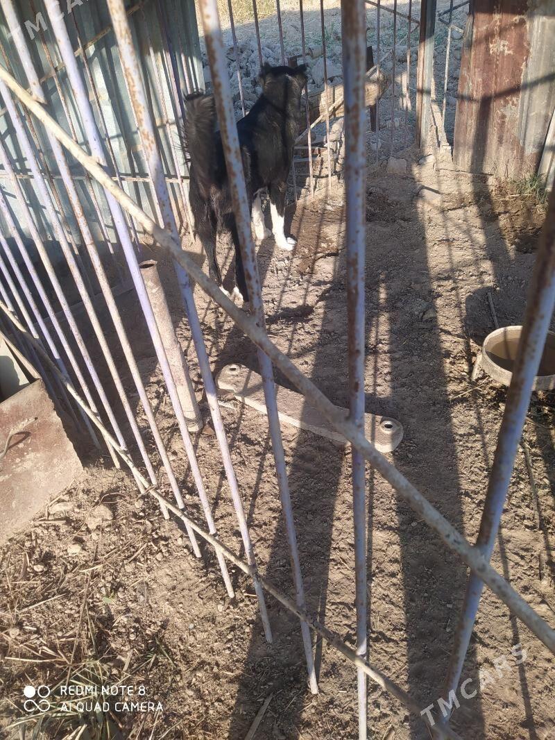 Güjük - Мургап - img 2