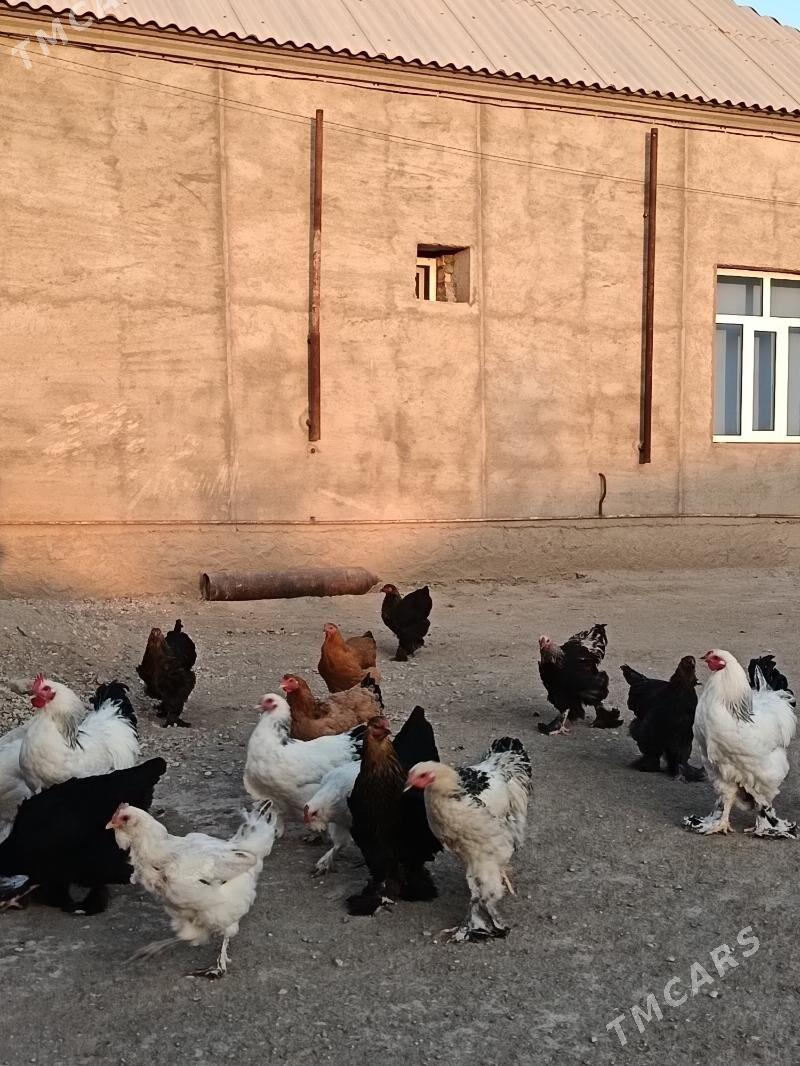 brama - Гумдаг - img 8