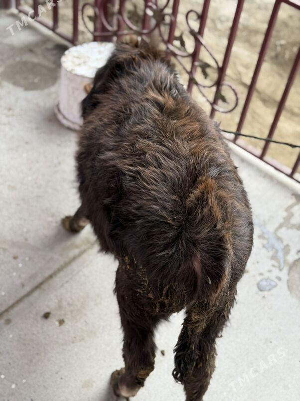 Tohum okuzche - Бахарден - img 2