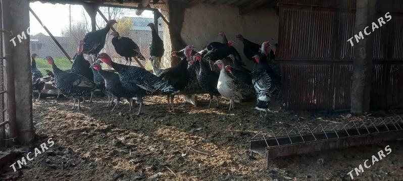 induk - Векильбазар - img 2