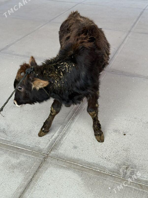 Tohum okuzche - Бахарден - img 4