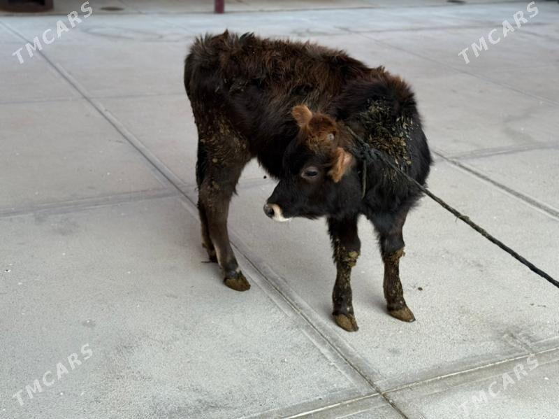 Tohum okuzche - Бахарден - img 3