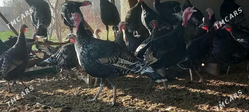 induk - Векильбазар - img 3